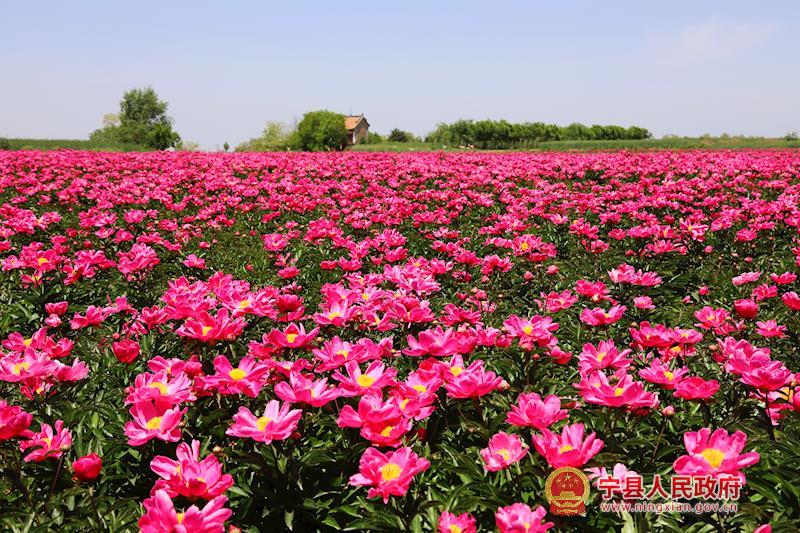 早胜清华：芍药花海醉游人