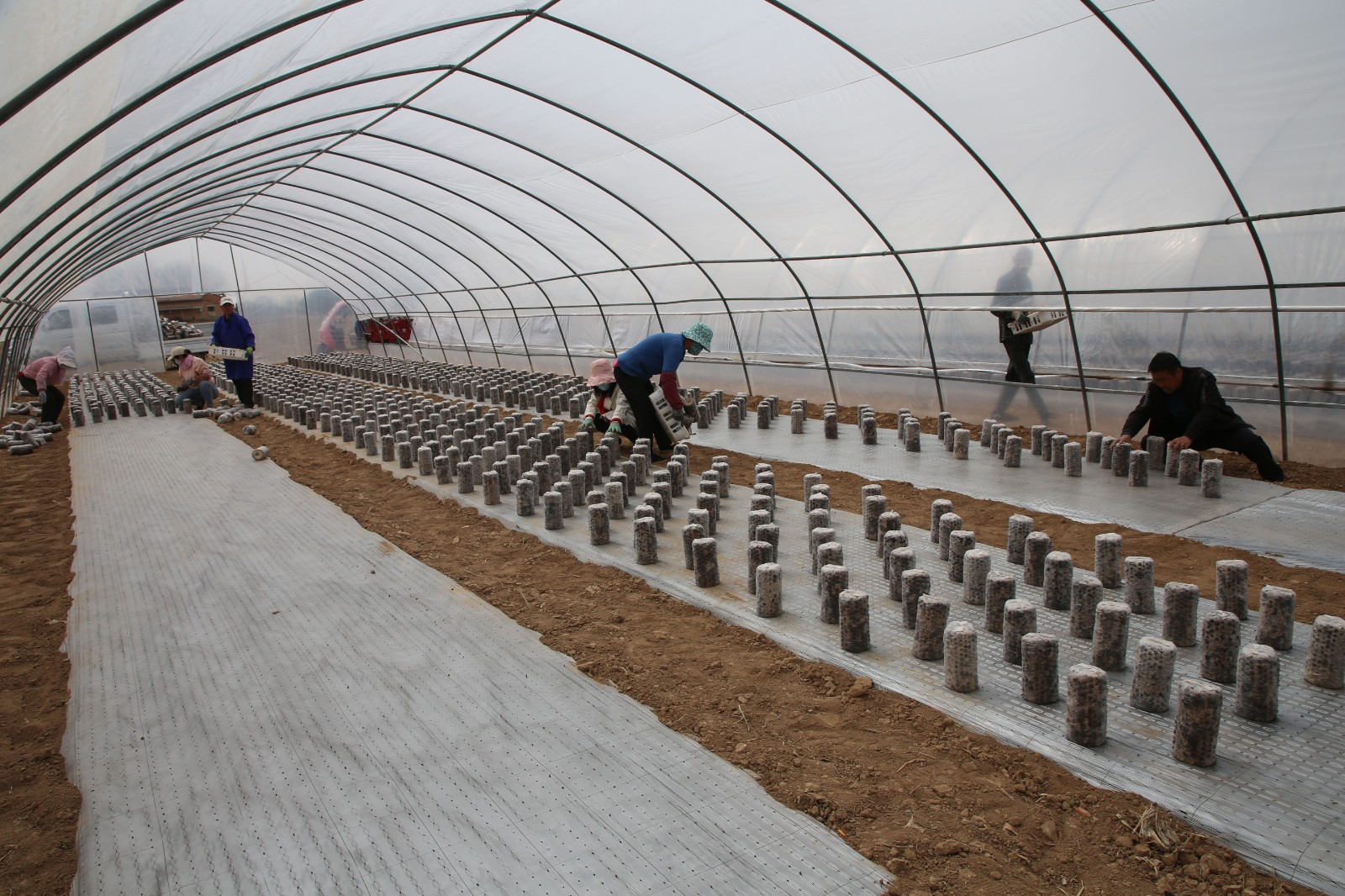 特色种植图片 (1)