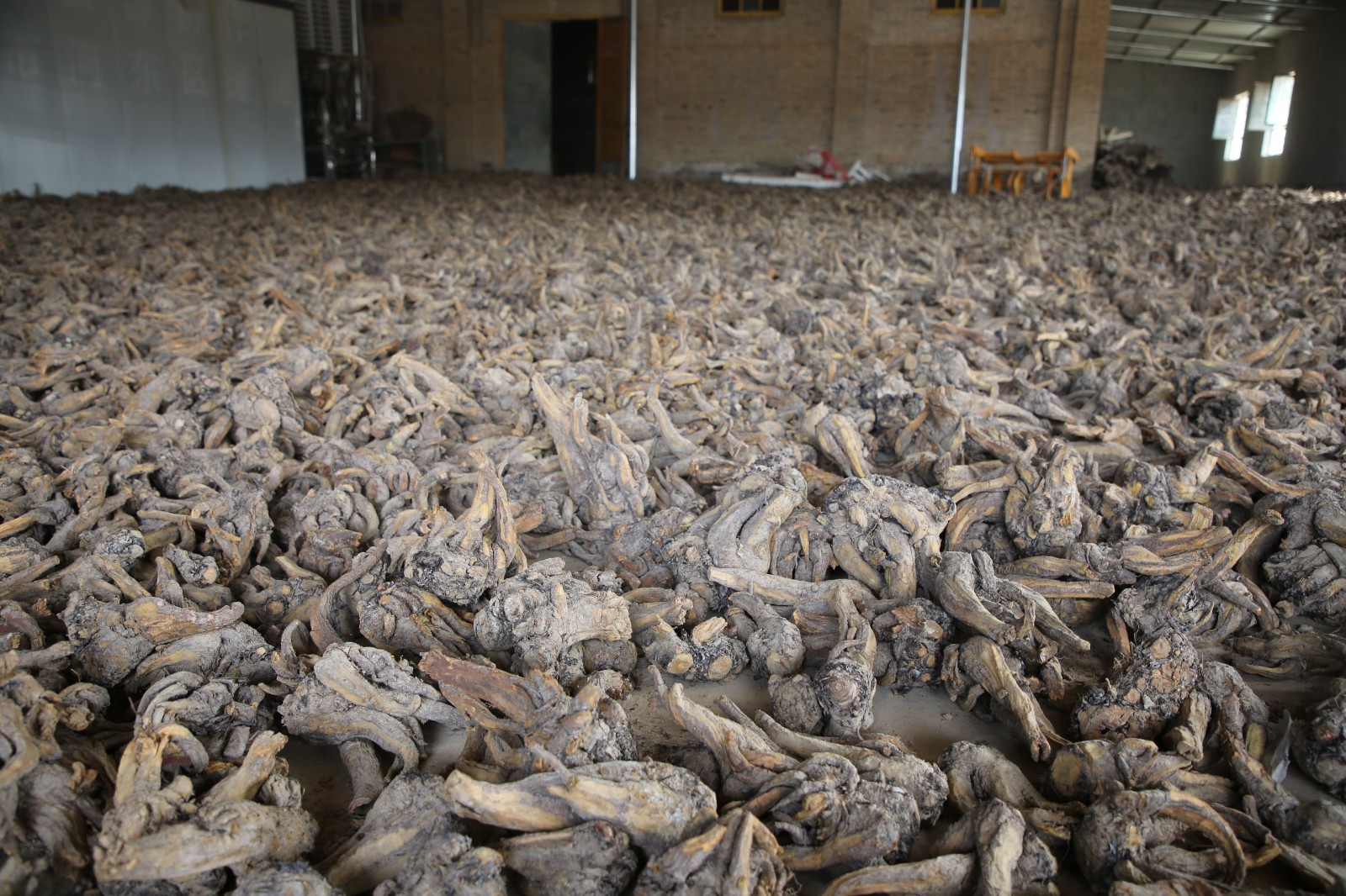 特色种植图片 (7)