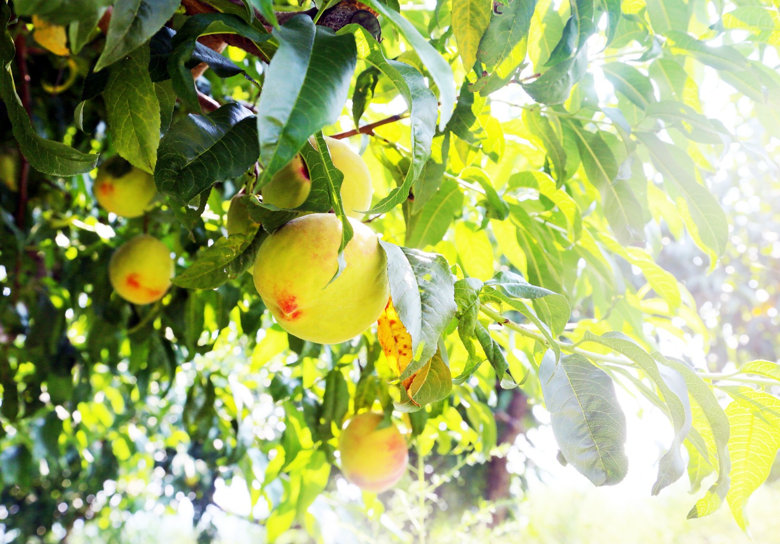 微信图片_20250730165006