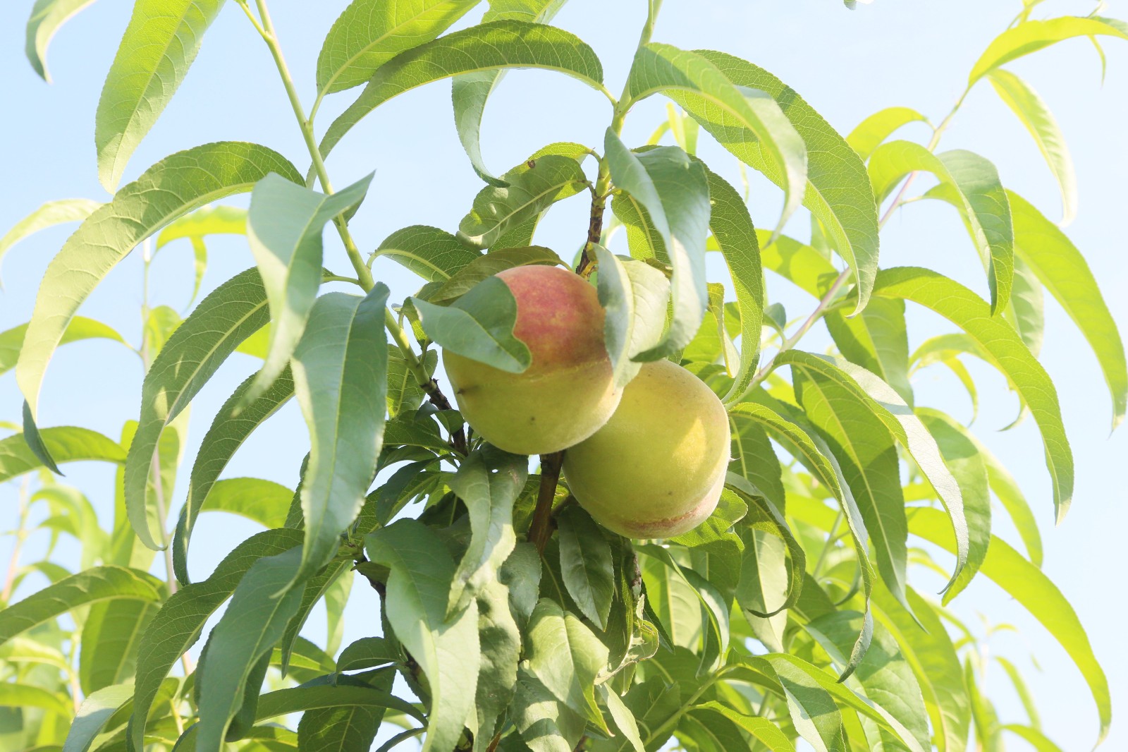 微信图片_20250730165049