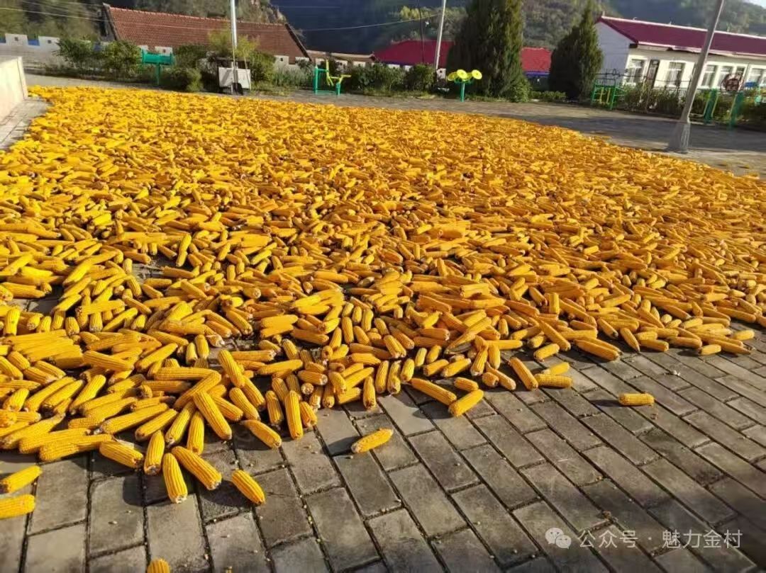 微信图片_20251014150704_9_662