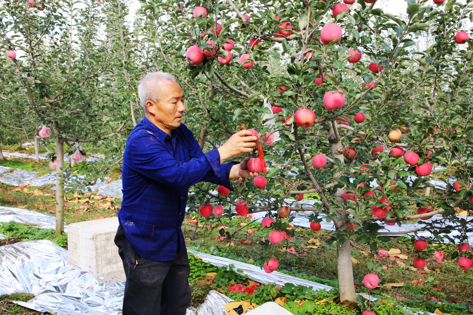 宁县瓦斜乡东风村果农正在采摘苹果副本