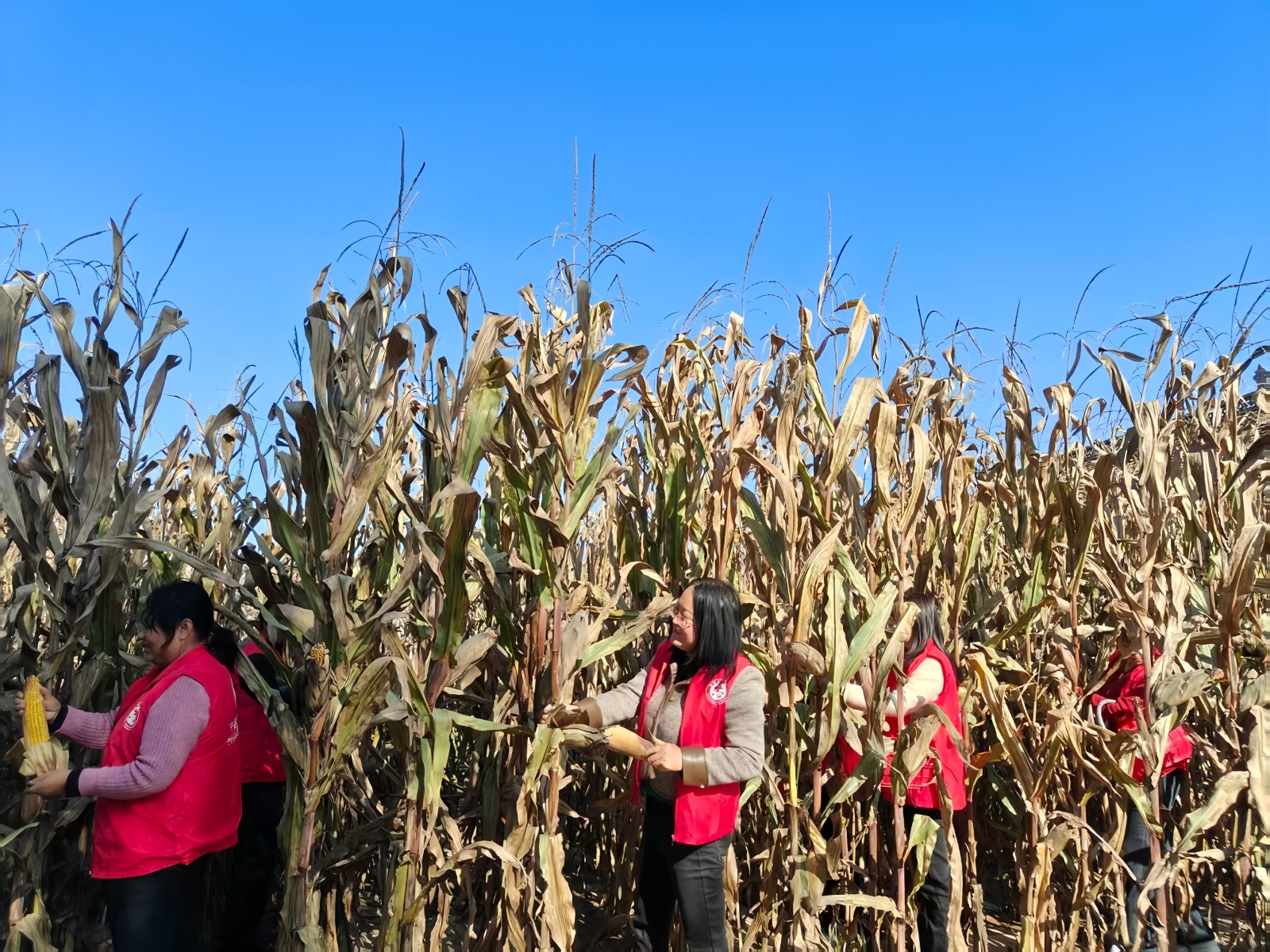 党员干部抢收玉米