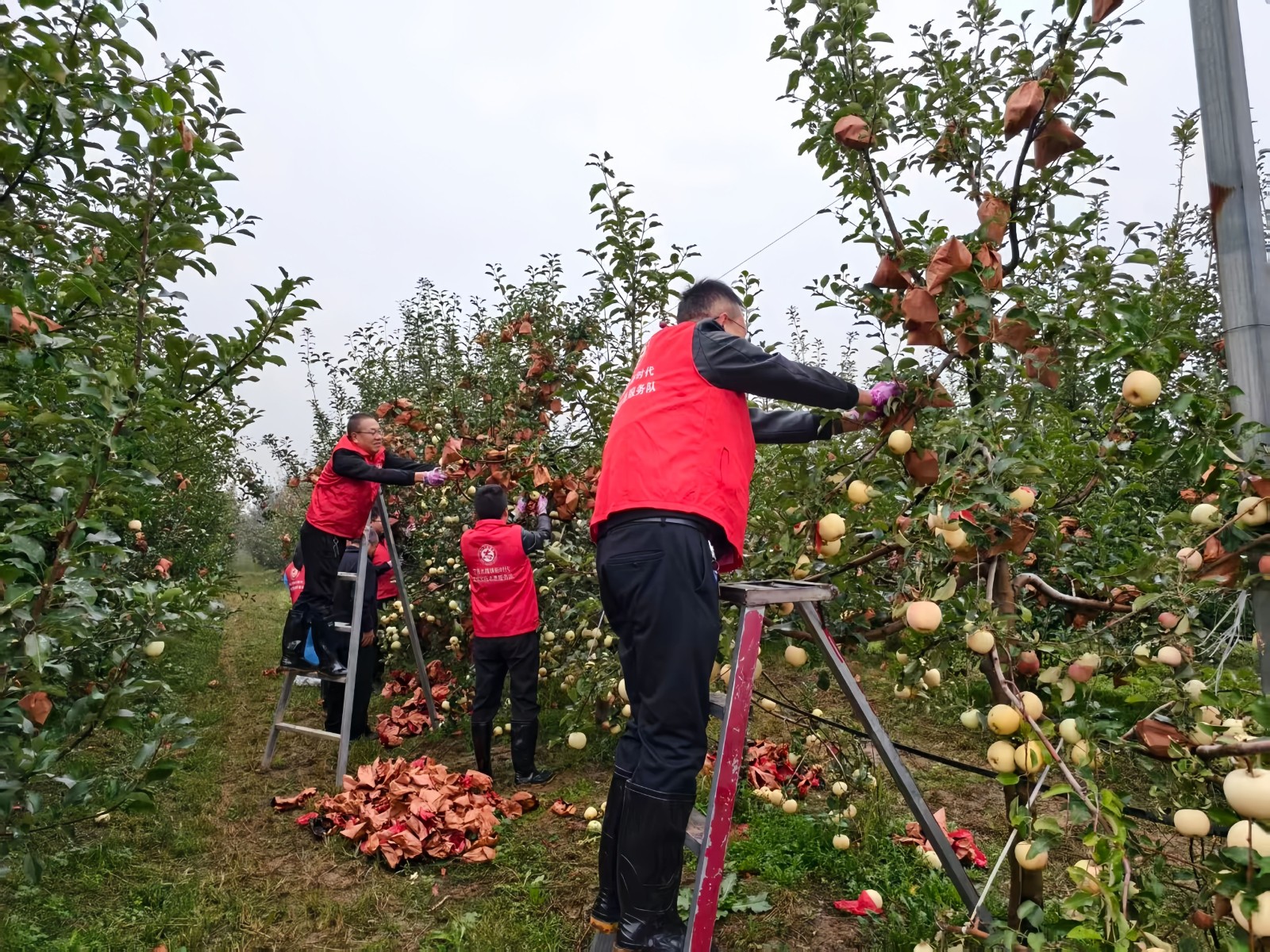 党员干部帮助果农苹果取袋