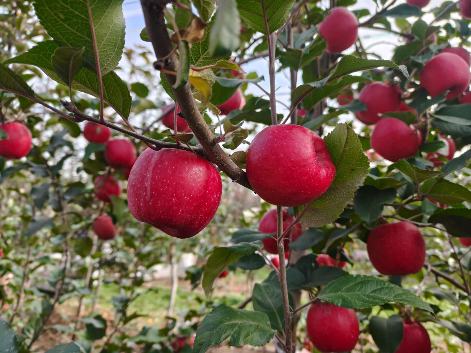 微信图片_20251106095722