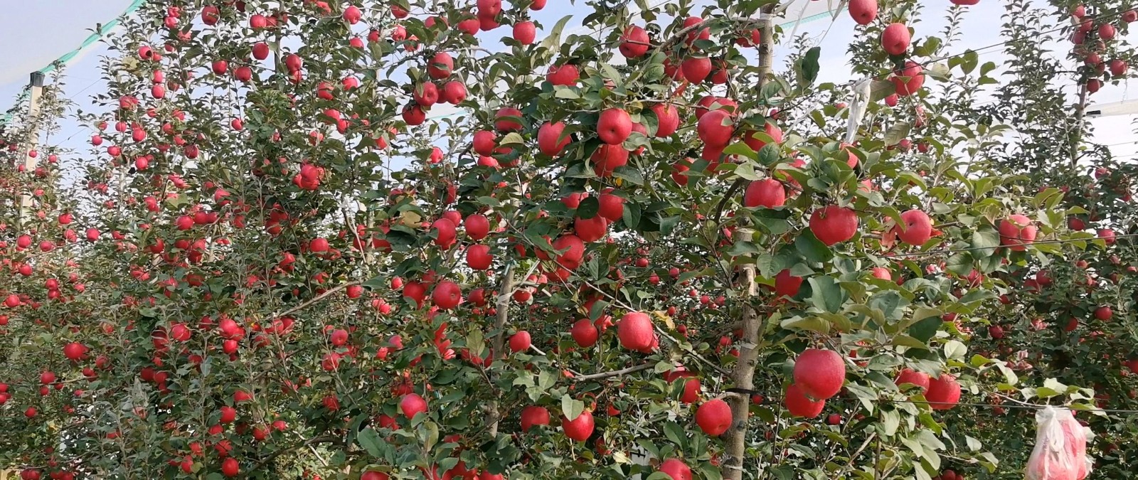 微信图片_20251106095805