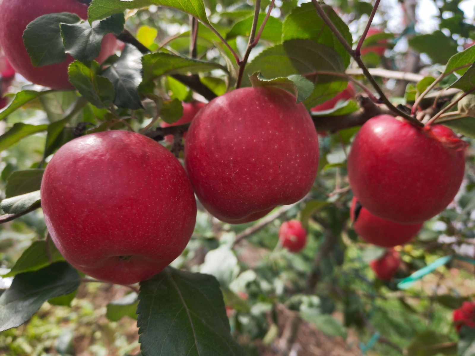 微信图片_20251106095727