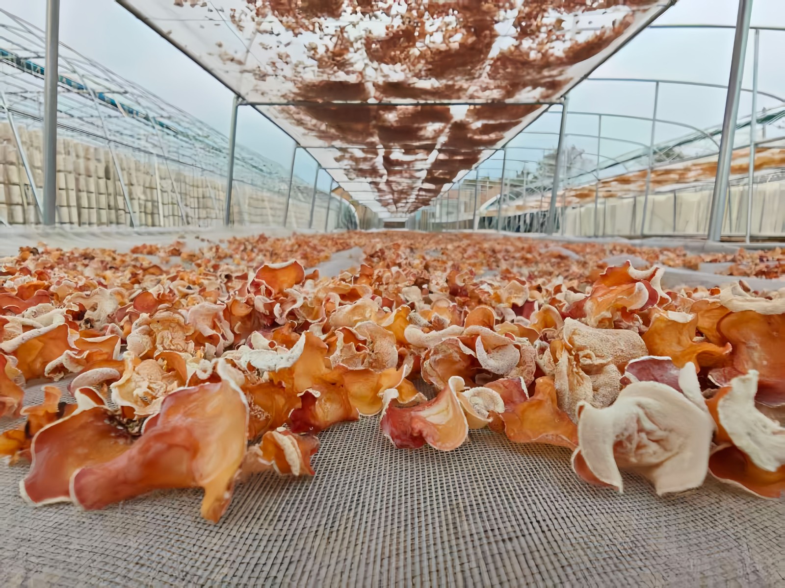 平子镇食用菌全产业链多彩木耳进行晾晒