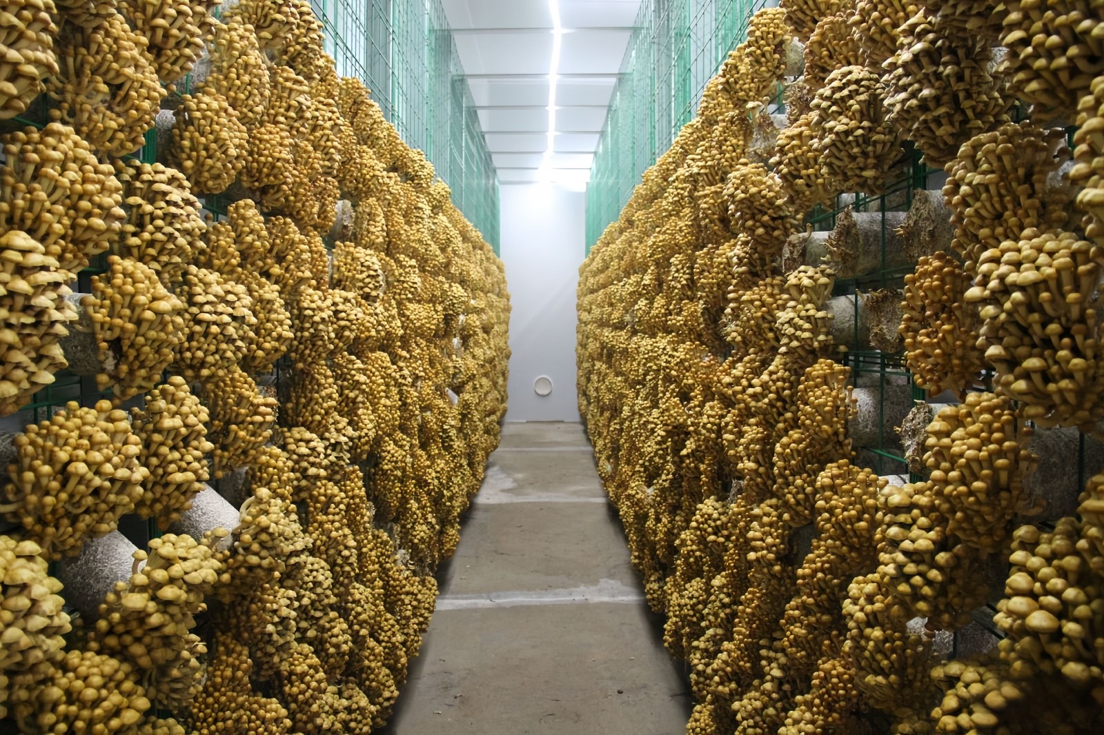 太昌镇福禾菌业滑子菇喜获丰收