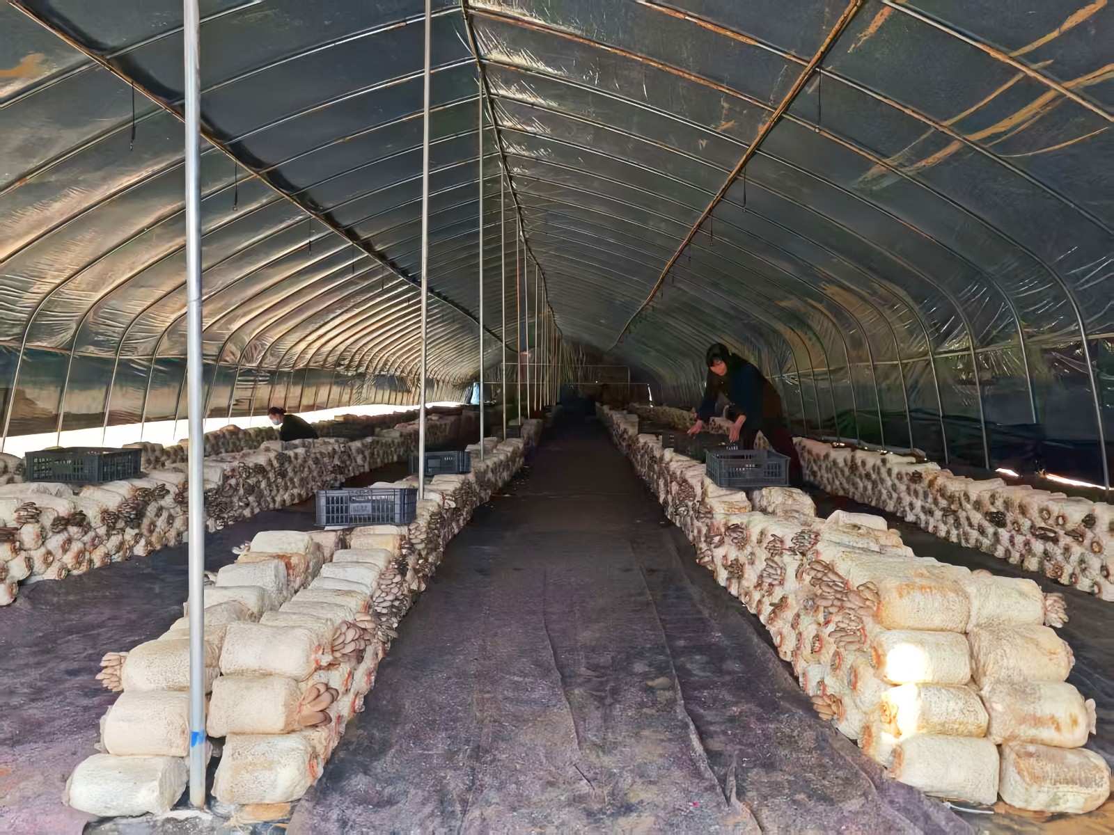 米桥镇健禾源食用菌菌菇长势喜人