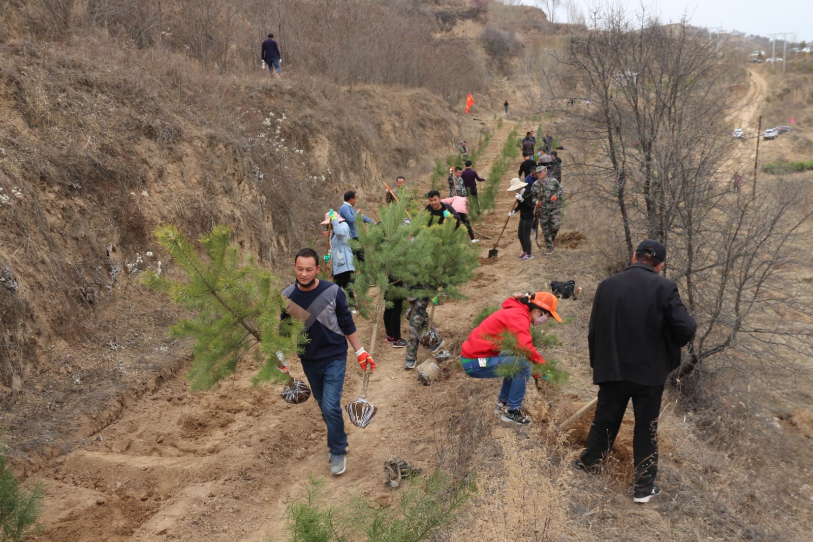 宁县组织干部职工义务植树。李建强
