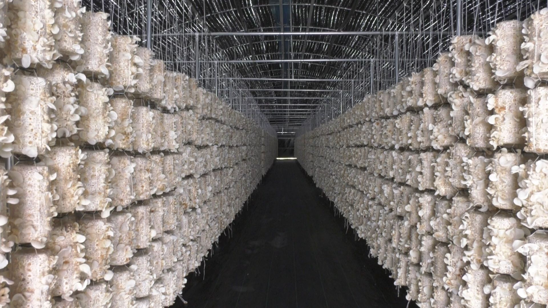 宁县平子镇:多彩木耳“调”出乡村振兴新色.mp4_snapshot_04.18.760