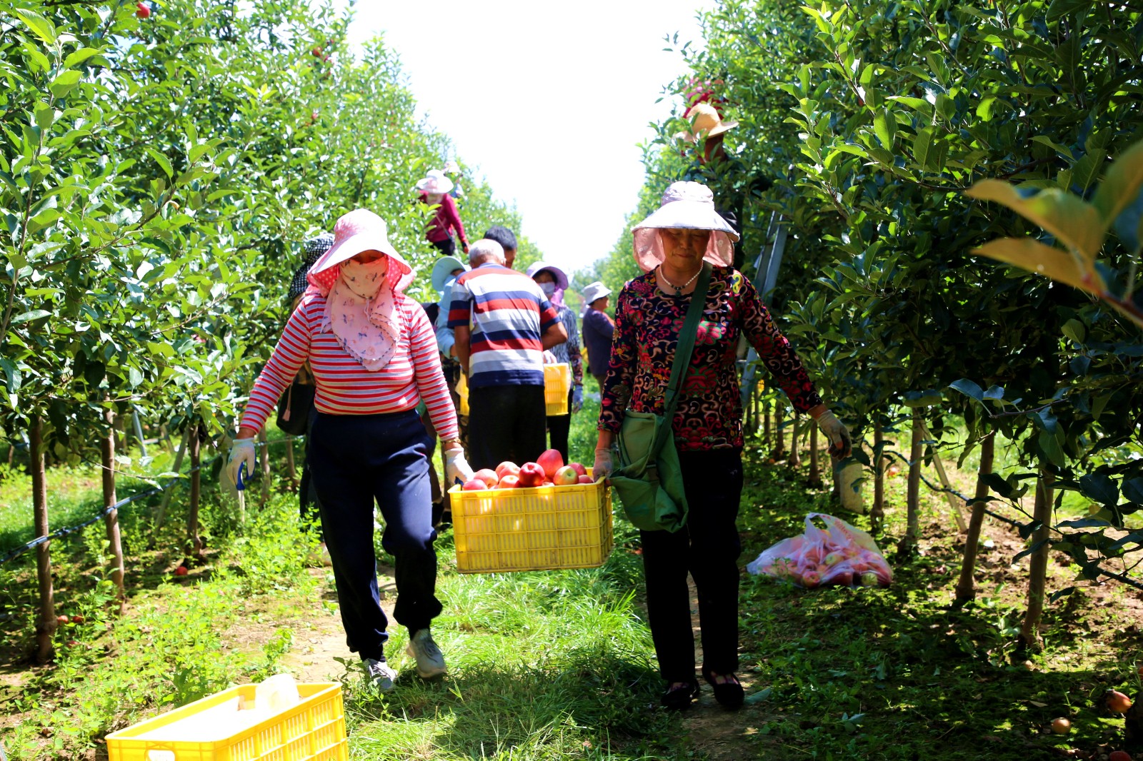 工人正在金农公司太昌基地采收苹果