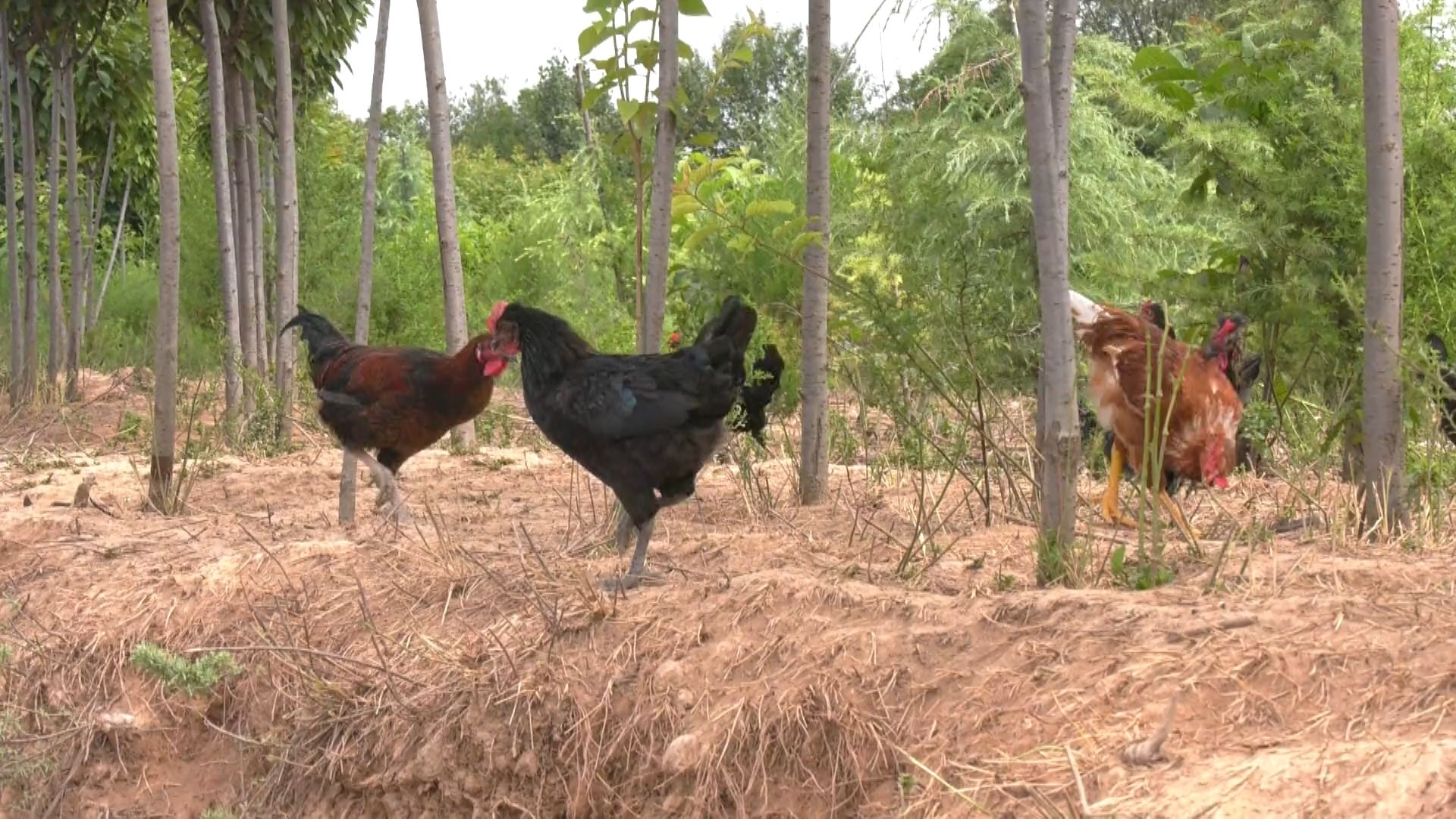 宁县林下经济产值达7200多万元.mp4_snapshot_00.20.960