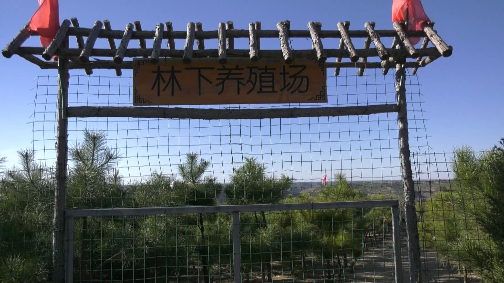 宁县林下经济产值达9300多万亩.mp4_snapshot_01.16.880