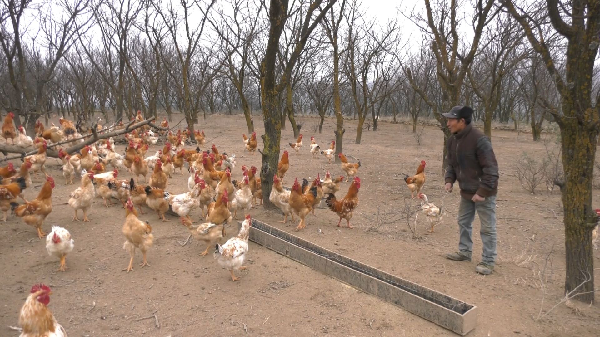 宁县林下经济产值达7200多万元.mp4_snapshot_02.37.970