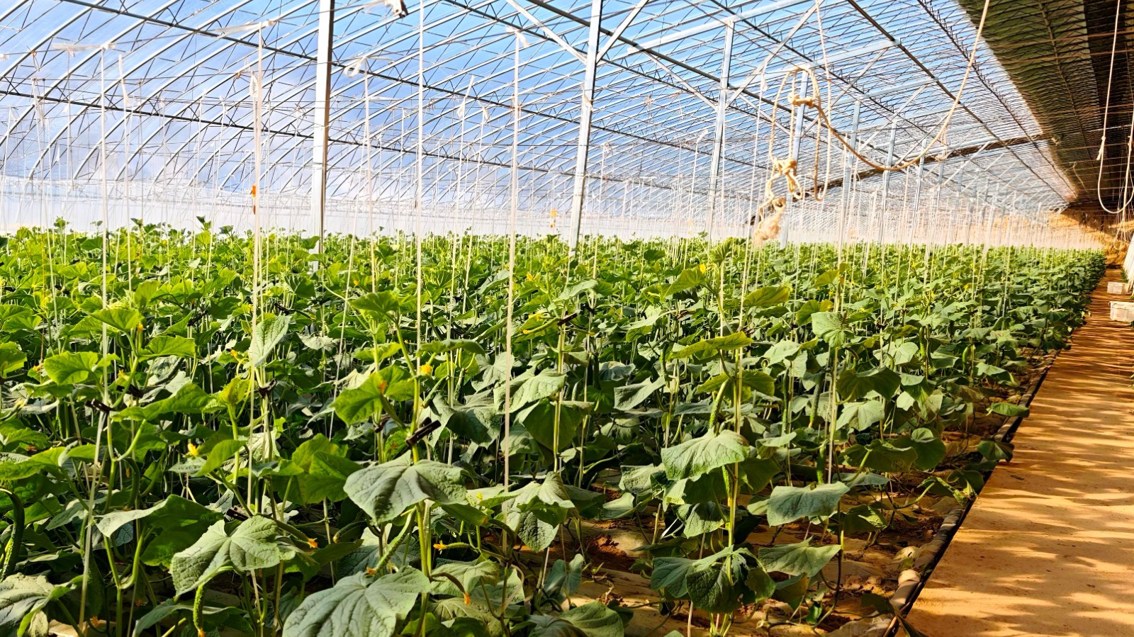 微信图片_20260108105654