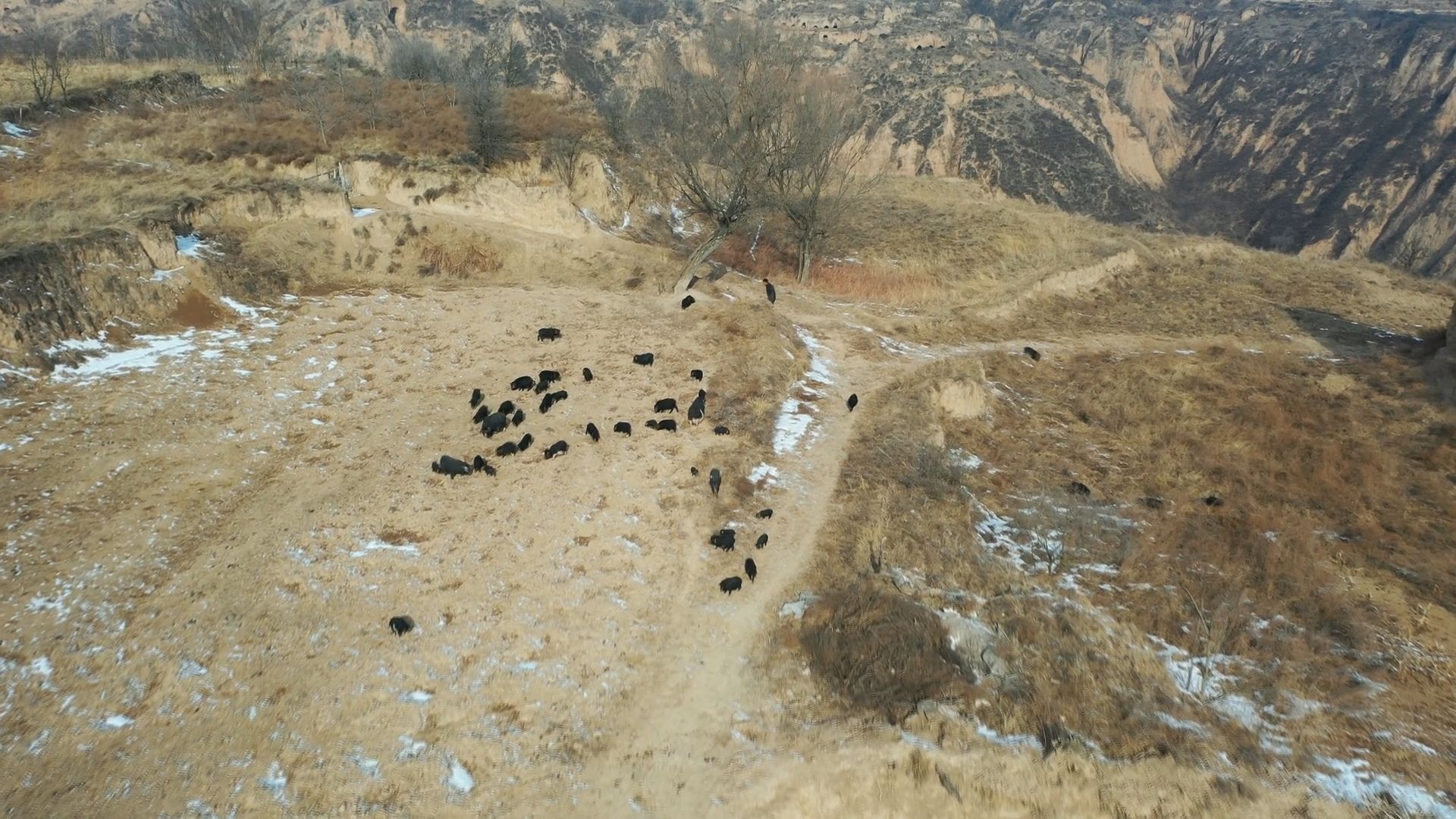 生态藏香猪“跑”出致富新路子.mp4_snapshot_01.47.890