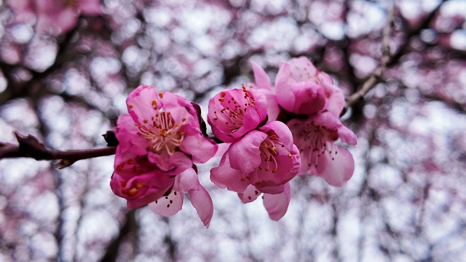 微信图片_20260326155152_48_62_副本