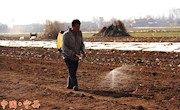 米桥乡屈家村农民正在田地里喷洒除草剂
