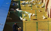 农民窑洞养羊变“废”为宝