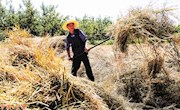 宁县南义乡北庄村农民柴小红在晾晒油菜籽