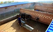 宁县“鹿司令”养殖梅花鹿年赚30万