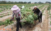 莴笋熟了 农民笑了