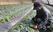 新春草莓熟
