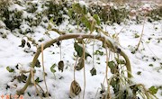 冬雪中的一抹绿