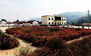 兴产业强基础让宁县老庄村旧貌换新颜