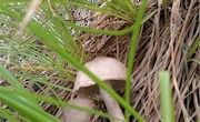 野蘑菇