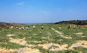 宁县8.5万亩西瓜托起农民致富梦