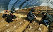 宁县九岘乡村民为钢架大棚里的羊肚菌放置营养袋