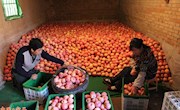 苹果成为良平镇脱贫攻坚主产业