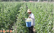 架豆丰收农民乐