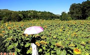 宁县“美丽乡村+乡村旅游”助力全域旅游
