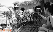 宁县罗山府林场梅花鹿养殖场