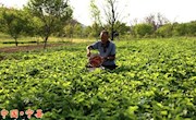 草莓甜了农民心