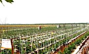 宁县20万亩瓜菜帮助群众脱贫