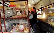 宁县太昌：专业合作社引导农民发展养殖