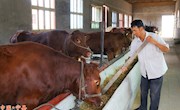宁县肉牛生态养殖场