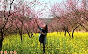 九龙桃花引人沉醉