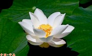 百吉湖莲花盛景