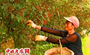 花椒红满山椒农乐开怀