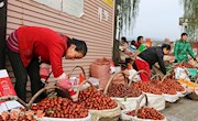 宁县九龙金枣声名远扬