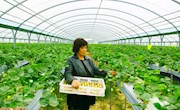 海升草莓规模化种植喜获丰收