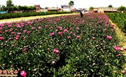 宁县5万多亩中药材助农脱贫