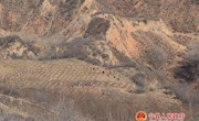 金村乡春季苗林结合培育5000亩